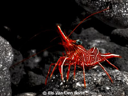 Dancing Shrimp by Els Van Den Borre 